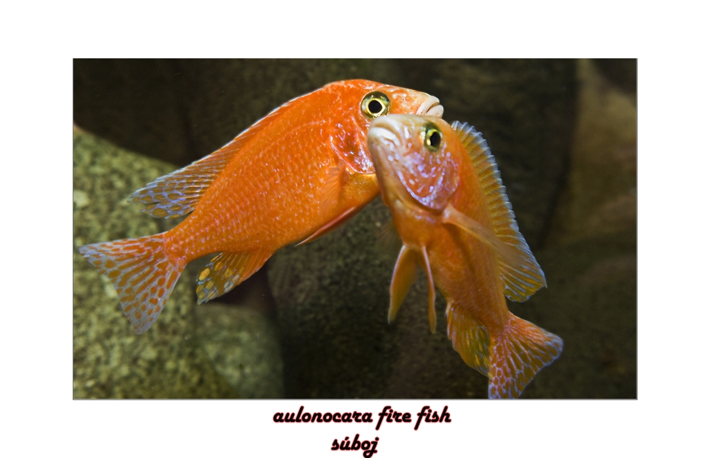 aulonocara fire fish