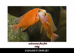 aulonocara fire fish