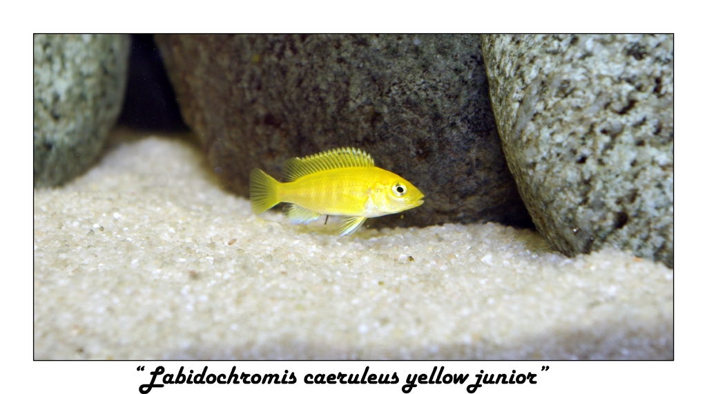 Labidochromis caeruleus