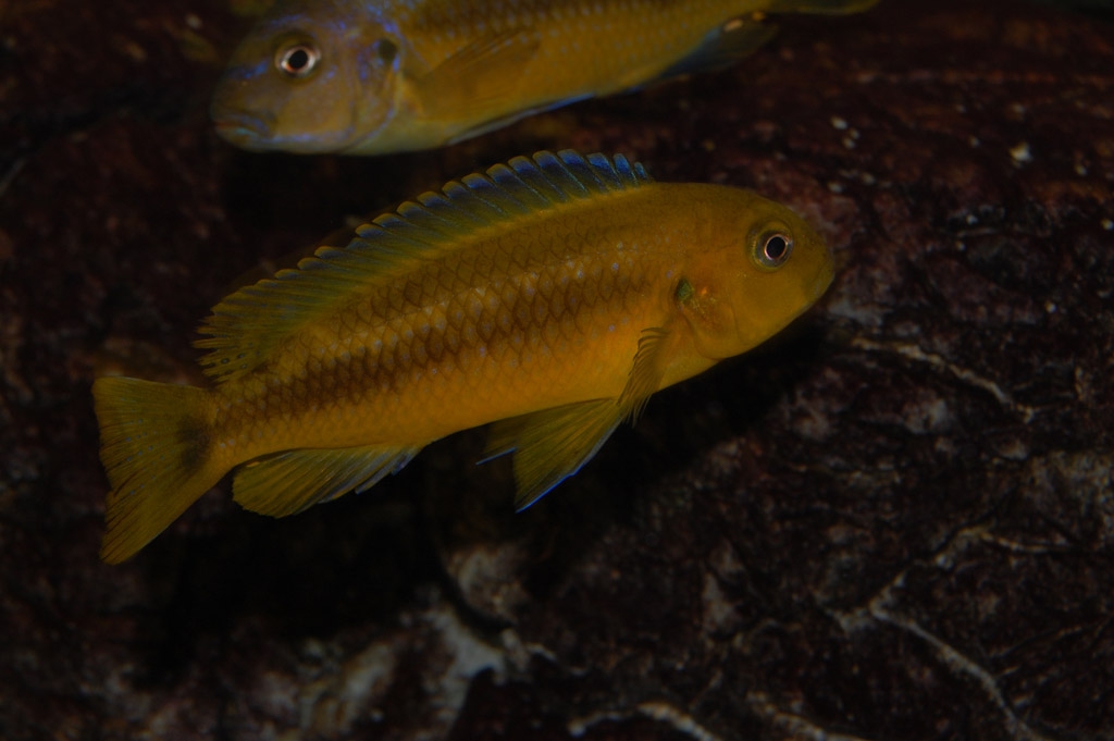 Melanochromis interruptus