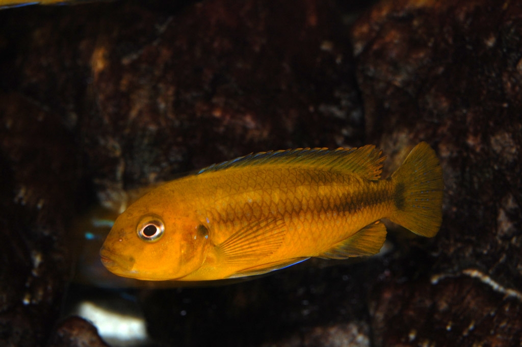 Melanochromis interruptus