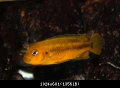 Melanochromis interruptus