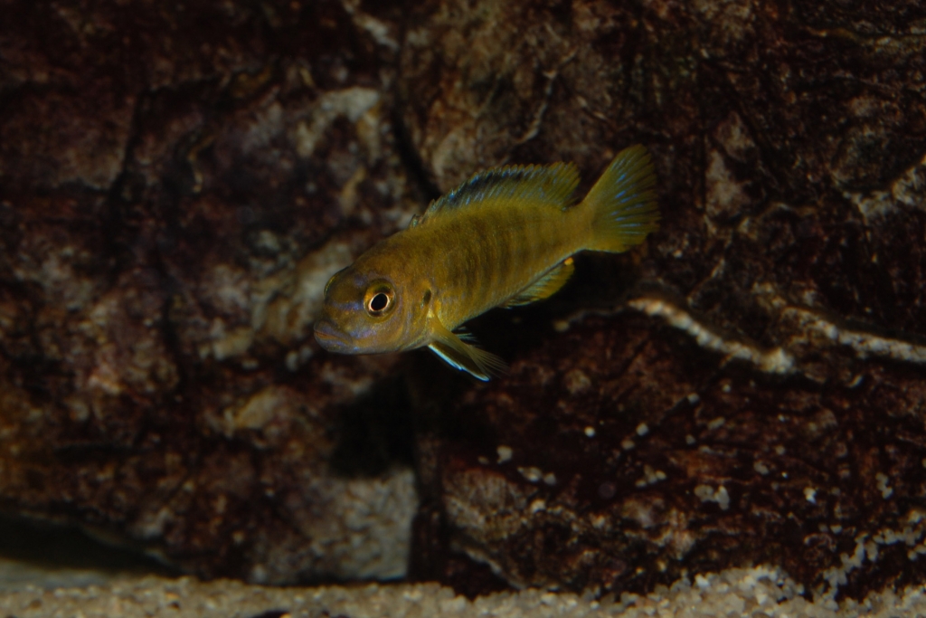 Melanochromis interruptus - mladá cca 4cm