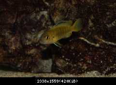 Melanochromis interruptus - mladá cca 4cm