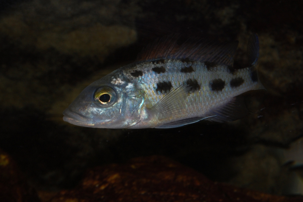 Fossorochromis rostratus