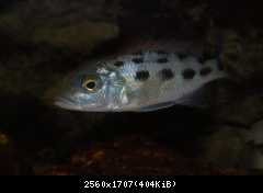 Fossorochromis rostratus