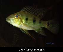 Satanoperca acuticeps