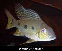 Satanoperca acuticeps