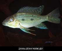 Satanoperca acuticeps