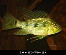 Satanoperca acuticeps
