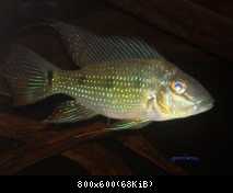 Satanoperca acuticeps