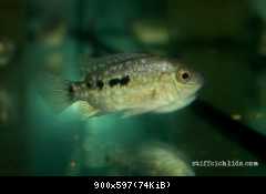 Herichthys carpintis "Escondido" - 3cm
