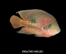 bifasciat samec