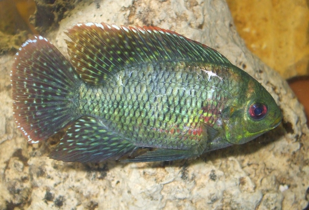 tilapia mariae samec