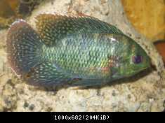 tilapia mariae samec