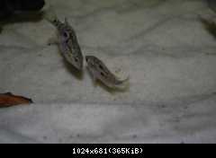 Nandopsis tetracanthus mladá