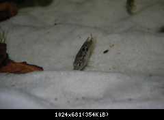 Nandopsis tetracanthus mladá