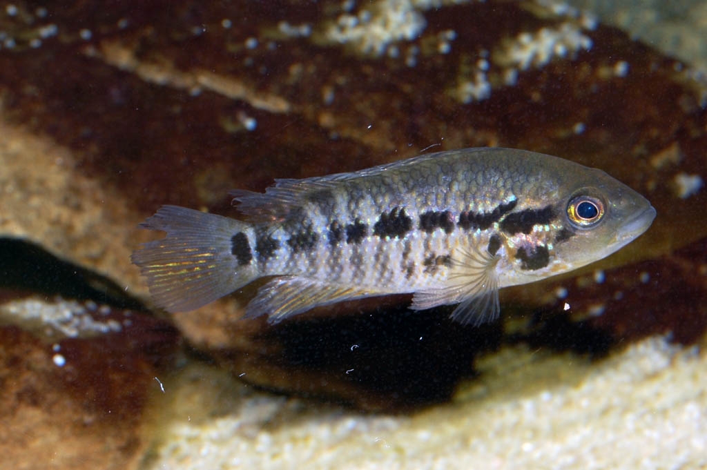 Parachromis motaguensis