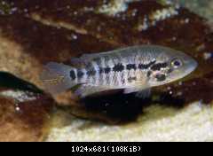 Parachromis motaguensis