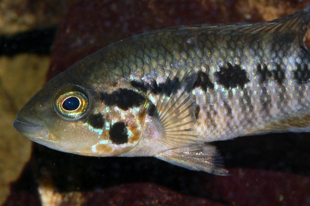 Parachromis motaguensis