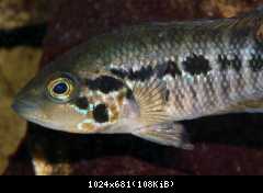 Parachromis motaguensis