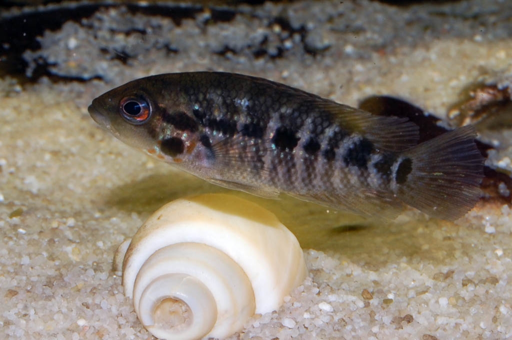 Parachromis motaguensis