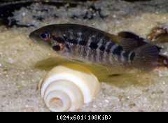 Parachromis motaguensis