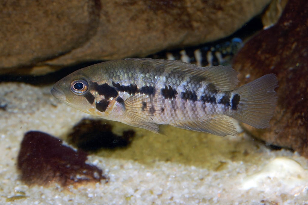 Parachromis motaguensis