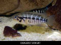 Parachromis motaguensis