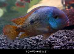 hypsophrys nicaraguensis