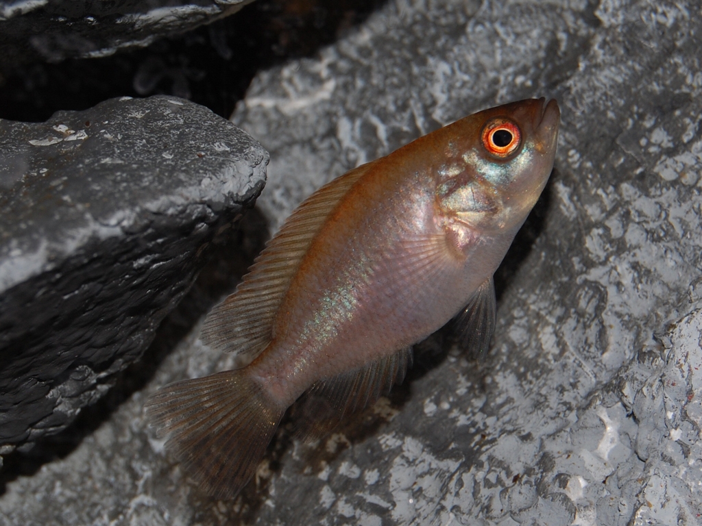 Parachromis managuensis, Gold