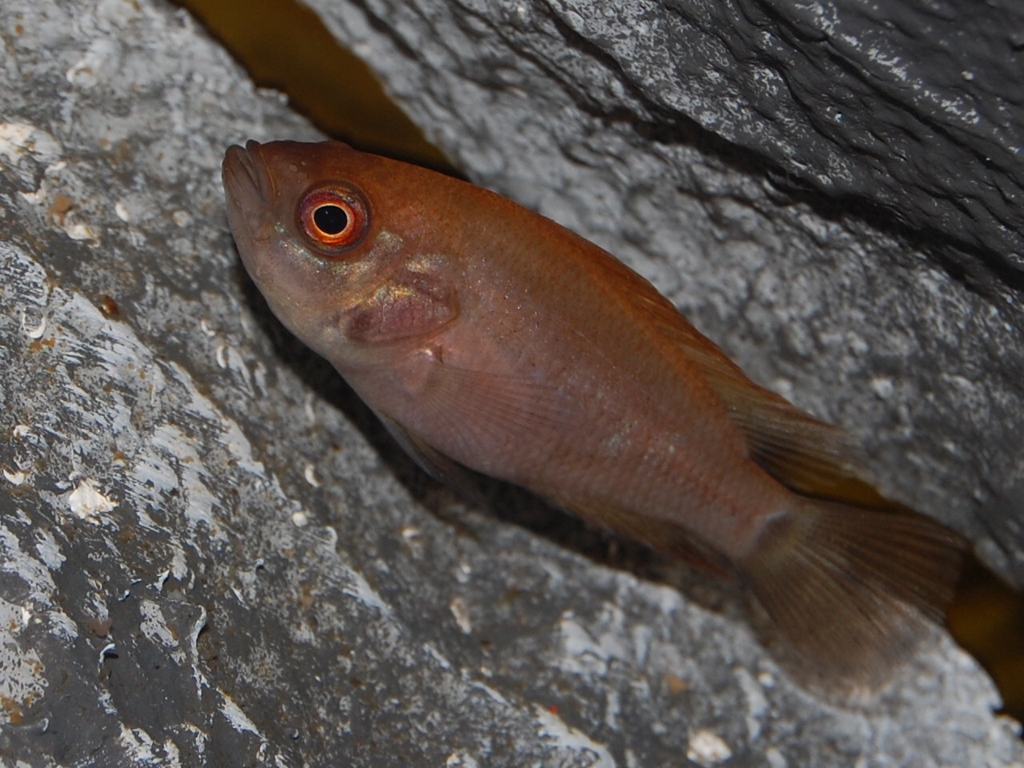 Parachromis managuensis, Gold