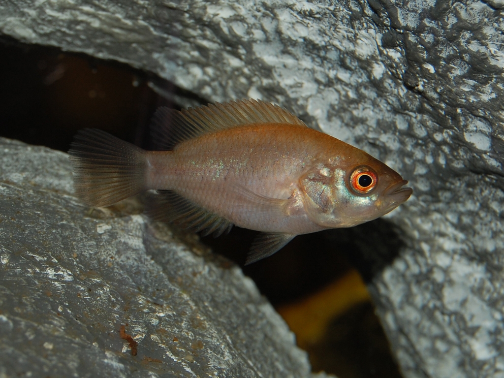 Parachromis managuensis, Gold