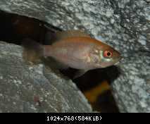 Parachromis managuensis, Gold