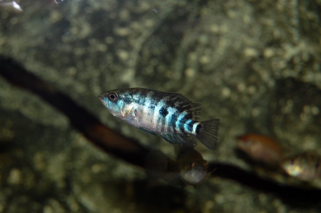 Parachromis managuensis