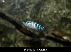 Parachromis managuensis