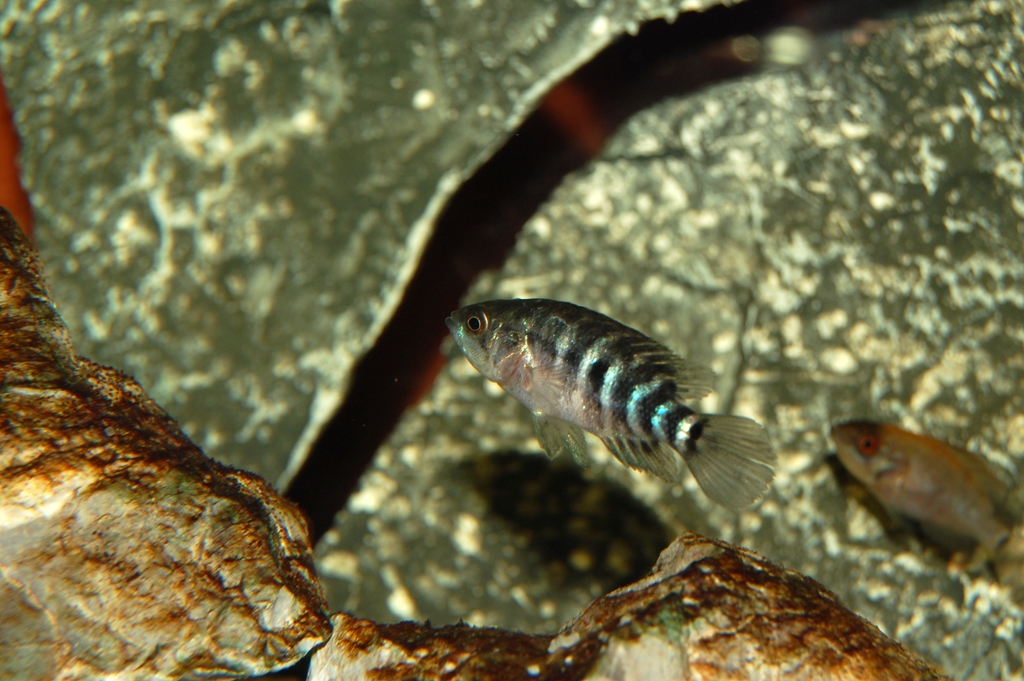 Parachromis managuensis