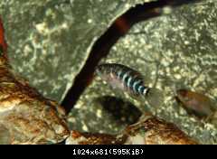 Parachromis managuensis