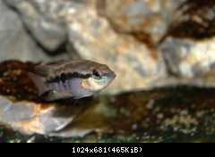 Cichlasoma salvini