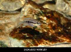 Cichlasoma salvini