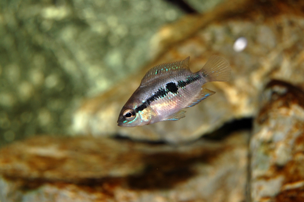 Cichlasoma salvini