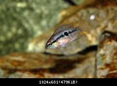 Cichlasoma salvini