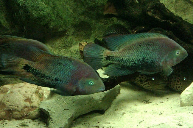 PARATHERAPS MELANURUS