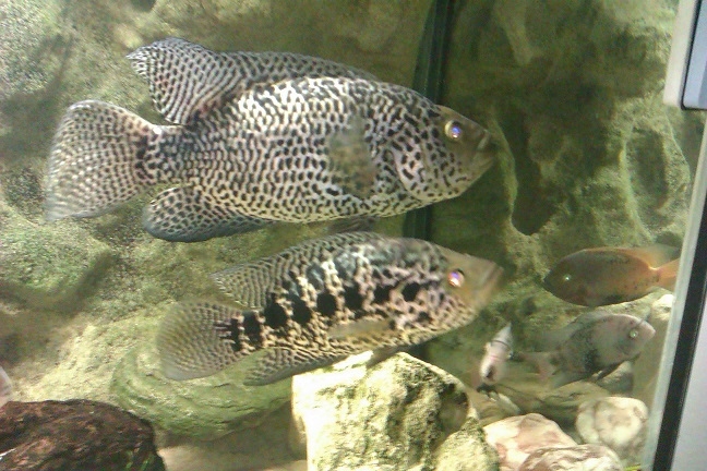 PARACHROMIS MANAGUENSIS