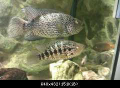 PARACHROMIS MANAGUENSIS