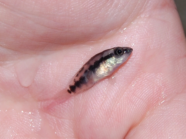 Parachromis dovii