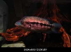 Parachromis dovii