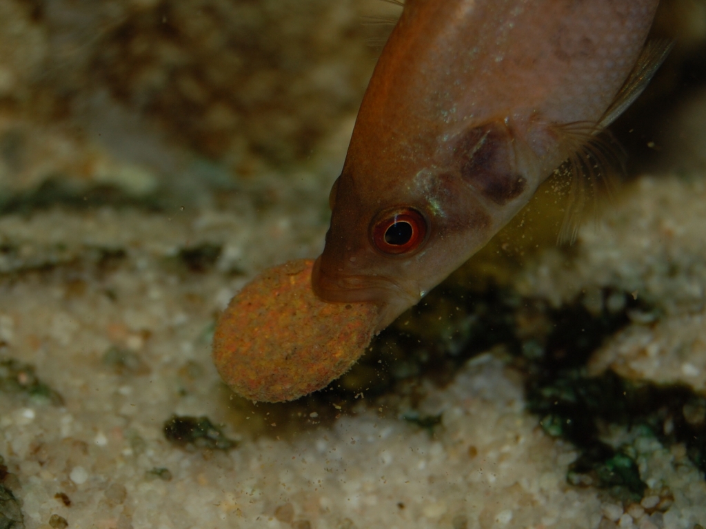 Parachromis managuensis, Gold