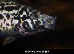 Nandopis tetracanthus