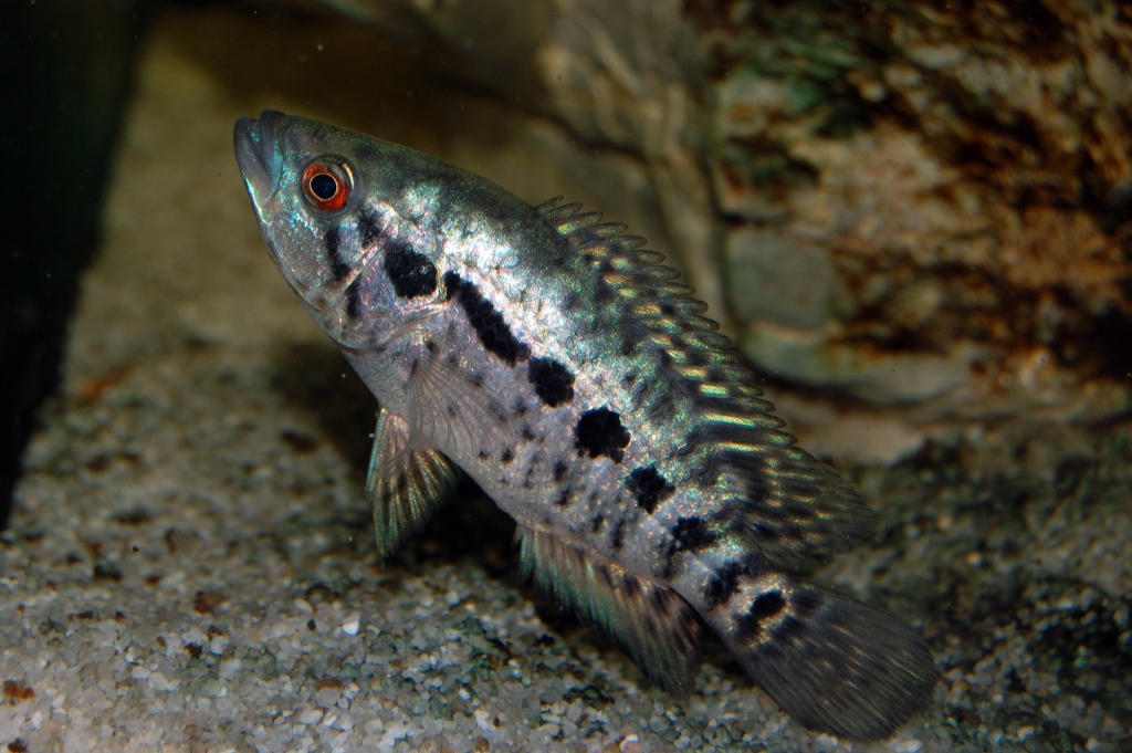 Parachromis managuensis